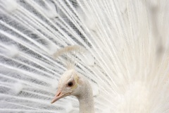 datnoff_photo_accessory_albino-peacock
