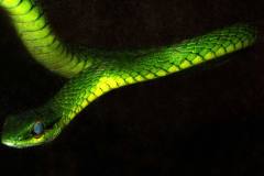 datnoff_photo_accessory_blue-eyes-green-snake-print