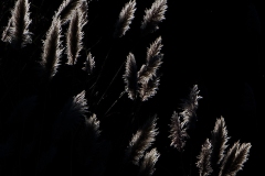 datnoff_photo_accessory_feather-rearlight5709