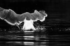 datnoff_photo_accessory_seagull-grasping-for-a-fish4265