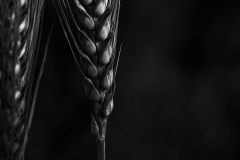 datnoff_photo_accessory_wheat6051
