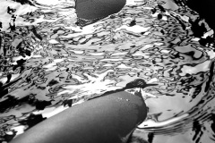 datnoff_photography_bath-tub-nude266524