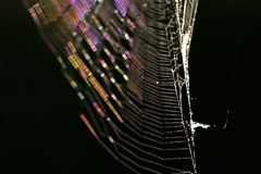 datnoff_photography_spider823674