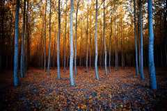 autumn trees in oregon