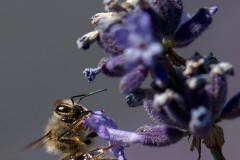 lavender bee