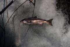 columbia river fish ladder