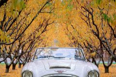 austin healy maryhill washington fall