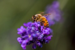 lavender bee oregon