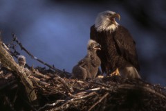 Mom-HerTwo-Eaglets-0651