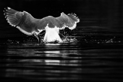 SeaGull-Grasping-for-FISH4265