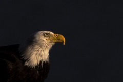 slide-eagle-1jpg