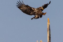 golden eagle perching lyle washington