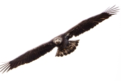 golden eagle flying pacific northwest