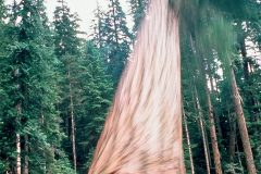 8 foot douglas fir washington