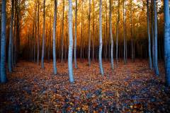 autumn trees in oregon