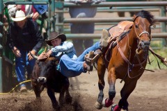 bulldogging at glenwood rodeo washington