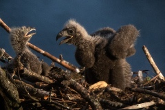 eaglets in the nest