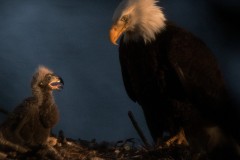 mom looking at one eaglet
