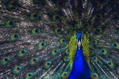 peacock
