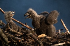 datnoff_photography_eaglets-in-the-nest-sharpened055338