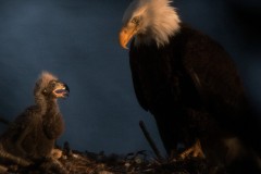 datnoff_photography_mom-looking-at-one-eaglet-sharpened064161